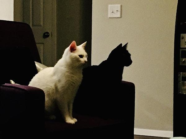25. "Siyah kedi beyaz kedinin gölgesiymiş gibi duruyor."