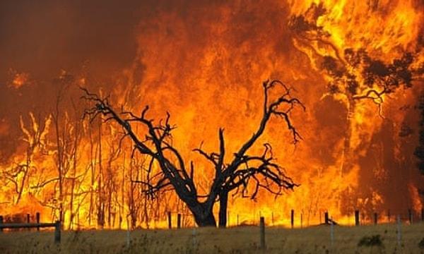 11. Kara Cumartesi Yangınları, Avustralya, 2009