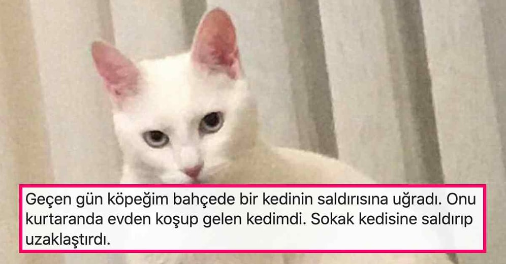 Evcil Hayvanlarıyla Yaşadıkları İlginç Anıları Bizimle Paylaşarak Hepimizi Eğlenceli İlişkilerine Tanık Eden Kişiler