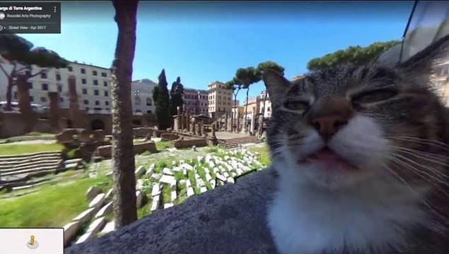 10. Kedi selfiesi.