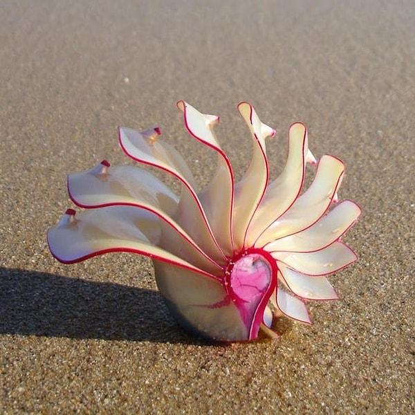12. Rose Nautilus isimli bir deniz kabuğu