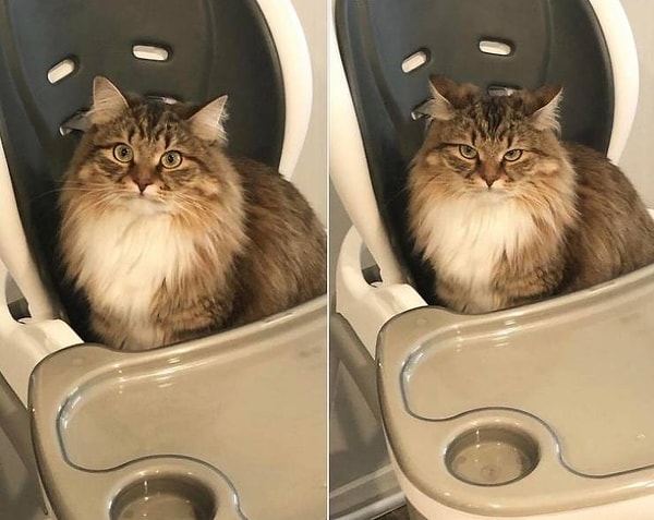 3. «Лицо моей кошки до и после того, как моя жена сказала ей, что высокий стул не для нее»