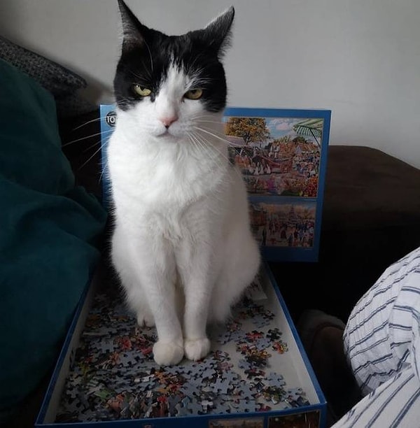 5. «Когда мы собираем паззл, он приходит и садится на него. По его взгляду можно понять, что делает это он абсолютно умышленно».