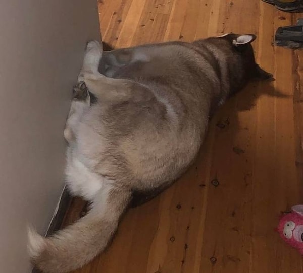 9. «Зачем сидеть на полу, когда можно сидеть на стене?»