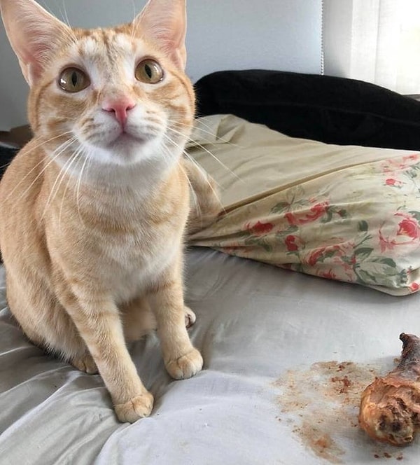 14. "Мой кот нашел новый способ сказать мне, что пора его кормить. Он берет еду с кухонной стойки и оставляет ее рядом со мной в постели, пока я сплю."