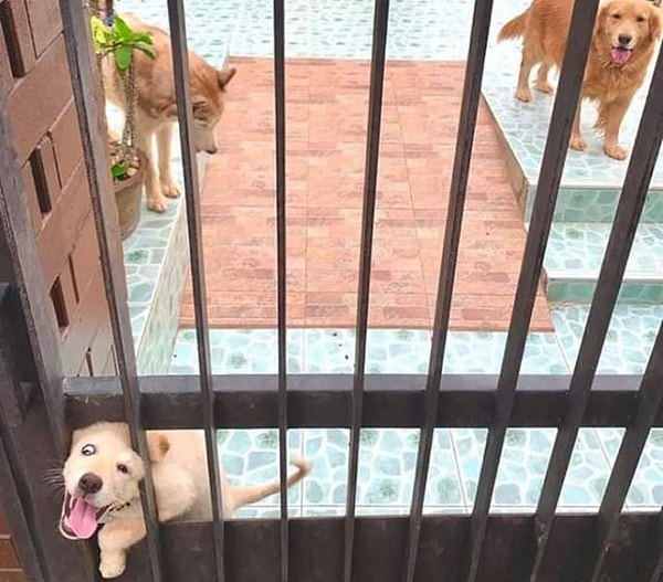 16. "Осторожно, собака! Чувствуешь, как дрожат твои колени?"