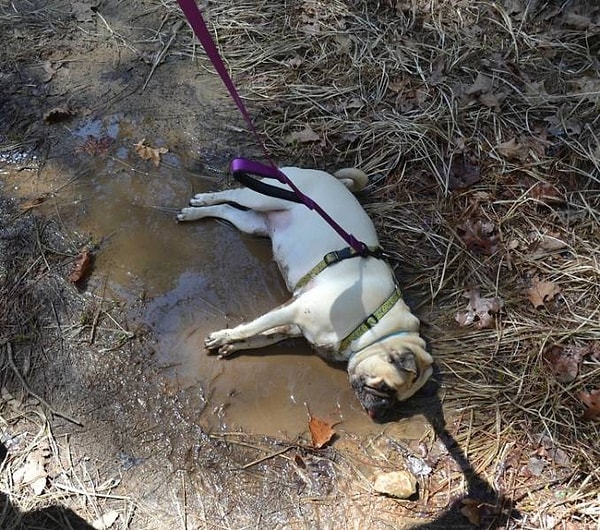 17. «Майзи не любит ходить на большие расстояния».