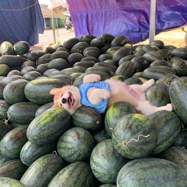 18. «Candy the Corgi - один из самых известных хулиганов в сети. Ей нравится пугать своих хозяев и спать в арбузах ».