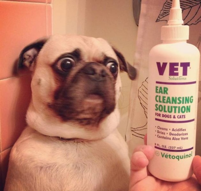 20 домашних животных, которые живут в свое удовольствие и плюют на всех и вся