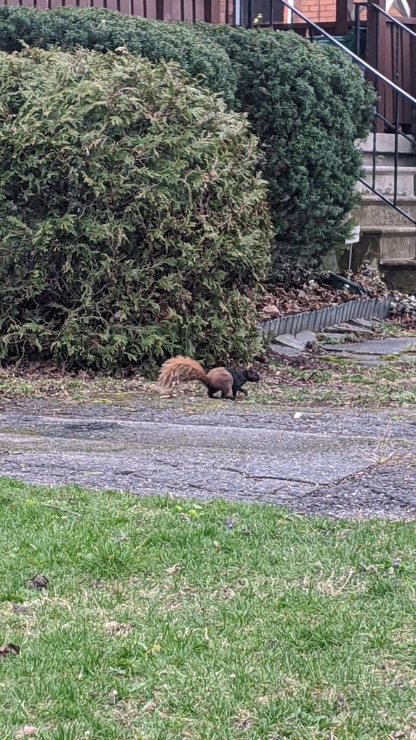 2. «Эта наполовину черная, наполовину коричневая белка выглядит так, будто на ней штаны».