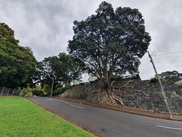 10. "Это дерево растет прямо по стене"