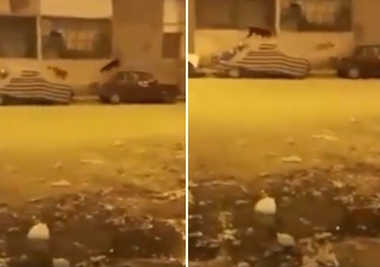 İnsanların Yokluğunda Sokakları Devasa Bir Oyun Parkına Çeviren Sokak Hayvanlarının Müthiş Görüntüleri