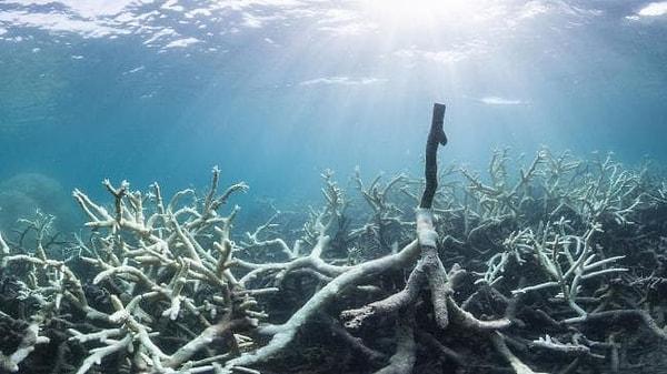 Aslında hiç farkında olmasak da bizler için hayati önem taşıyan mercan resifleri bir bir yok oluyor. Bizim pisliğimizden!