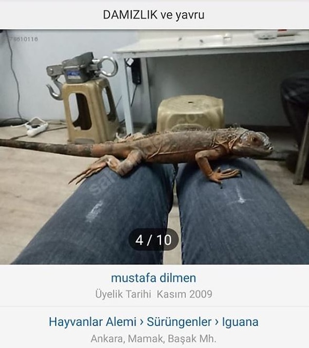 12. Damızlık bukalemun.