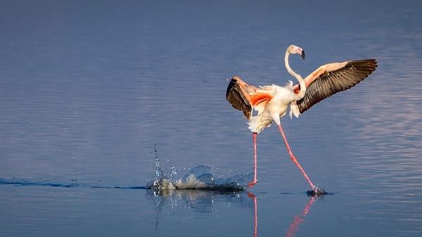 10. 'Serengeti'deki Magadi Gölü'nde gösteriş yapan bir flamingo'
