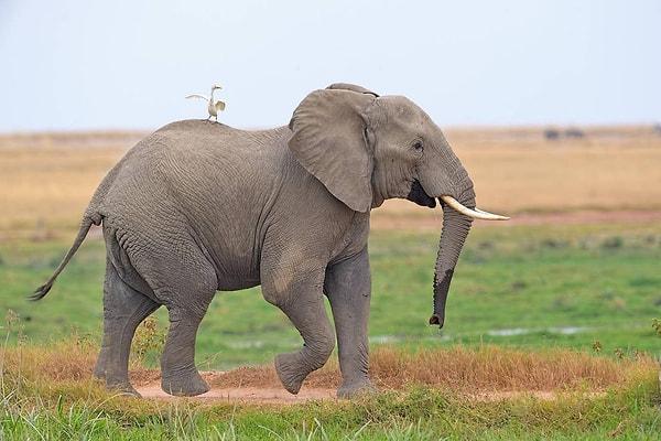 14. 'Kenya Amboseli Milli Parkı'ndaki bir fil'