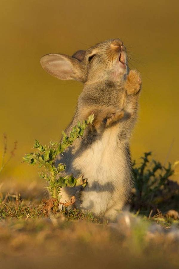 15. 'Deve dikeni çiğneyen bir tavşan'
