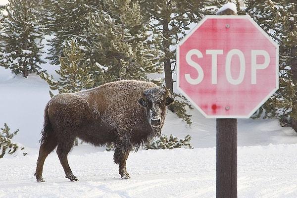 18. 'Amerika Birleşik Devletleri Yellowstone Ulusal Parkı'nda 'Dur' levhasına uyan bir bizon'