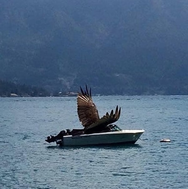 11. Kartal botla gezmekten aşırı hoşlanmış.