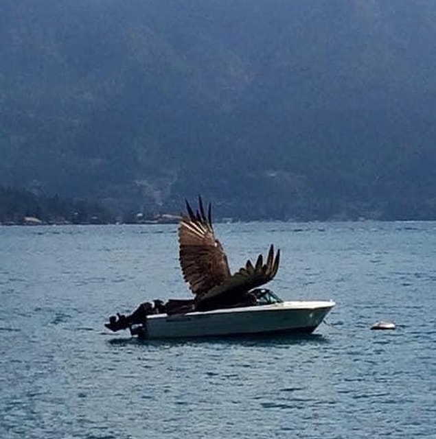 11. Kartal botla gezmekten aşırı hoşlanmış.