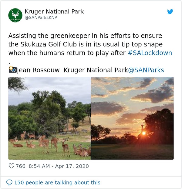 15. Дикие животные вторгаются в гольф-клуб Skukuza В Южной Африке