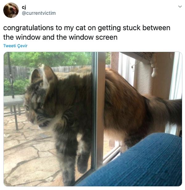 11. "Kedimi kendisini cam ve pencere telinin arasına sıkıştırdığı için tebrik ediyorum."