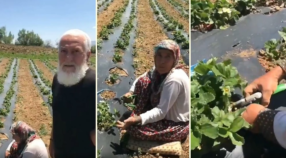 Tarlasında Çileklerle İlgilenirken Bir Edebiyatçı İnceliğinde Dile Gelen Teyzeyi Dinlerken Mest Olacaksınız