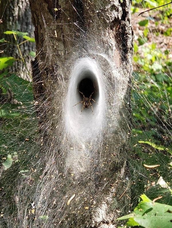 22. Bu örümceğin ağı başka bir boyuta açılan bir portal gibi.