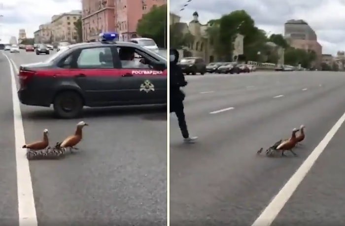 Karşıdan Karşıya Geçmeye Çalışan Ördek Ailesine Yardım Eden Polis Aracı