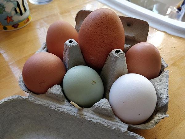 11. "Tavuklarımızdan biri bugün gerçekten büyük bir yumurta yumurtladı."