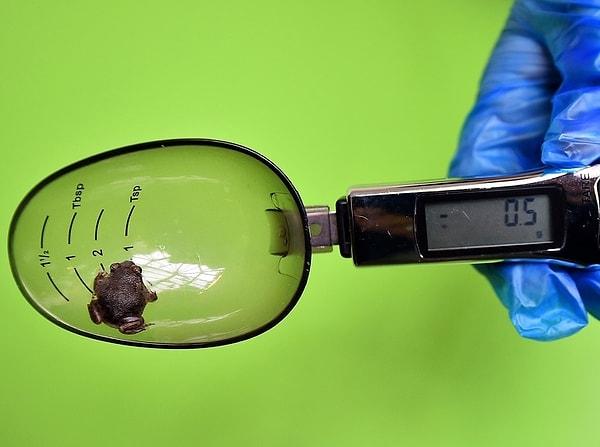 11. Küçük kurbağaları tartmak için kullanılan özel tartılar olduğunu biliyor muydunuz?
