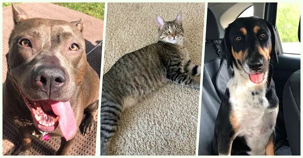 Koronavirüs Sürecinde Sahiplendikleri Tüylü Dostlarının Değişimlerini Bizlerle Paylaşan 21 Kişi