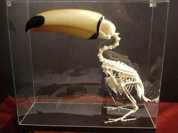 4. Tukan kuşunun iskeleti: