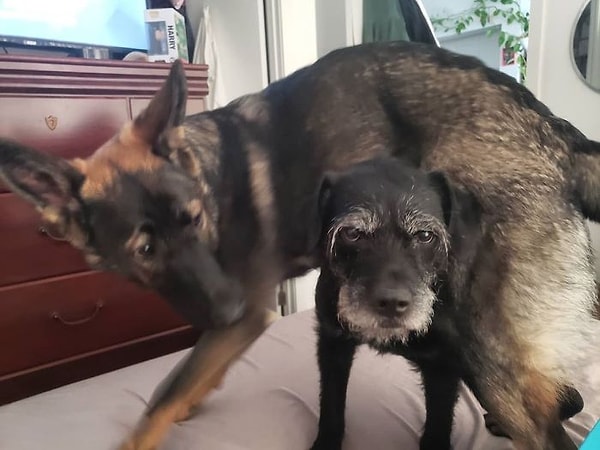 6. Когда ты только проснулся, а она уже хочет играть