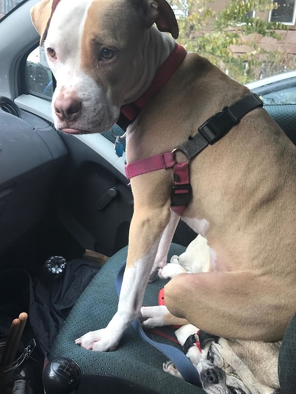 12. На этой фотографии два песика