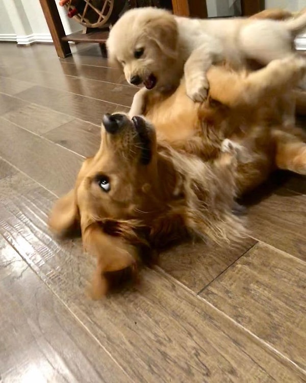 23. Аполлон: «Это не та игрушка, которую я хотел». Аврора: «Я не игрушка!»