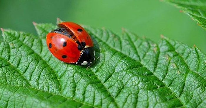 Evde Baktığınız Çiçekleri ve Bitkilerinizi Zararlı Böceklerden Koruma Yollarını Anlatıyoruz