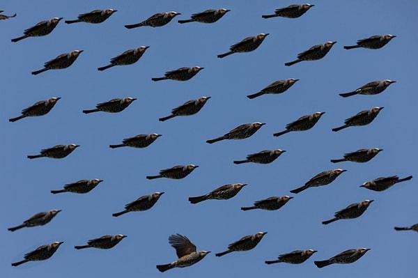 5. Gökyüzündeki kuş sürüsünün fotoğrafını doğru zamanda çekerseniz böyle muhteşem bir görüntü elde edebilirsiniz! 😊