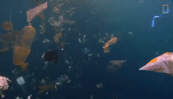 Plastik, okyanus yüzeyinde bulunan tüm çöplerin yaklaşık %90'ını oluşturur ve mil kare başına yaklaşık 46.000 parça plastik içerir.
