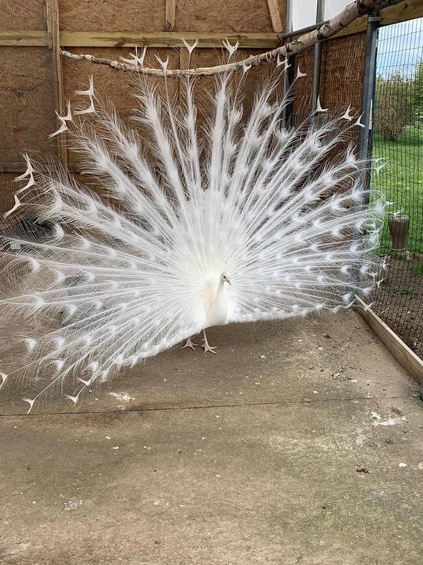 13. «Сегодня я видел павлина-альбиноса».