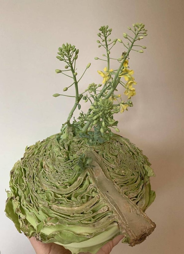 14. «Я забыл, что оставил половину капусты на кухне на подоконнике, и теперь она цветет».