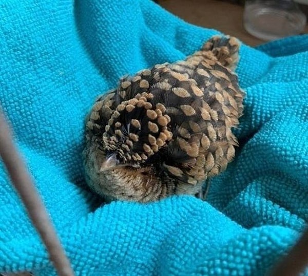 8. Птица, маскирующаяся под шишку.