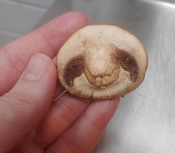 10. Кусочек гриба, похожий на ленивца