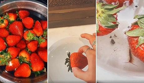 Tuzlu Suda Bekletilince İçinden Böcek Çıkan Çilek Videosu Sosyal Medyayı Salladı