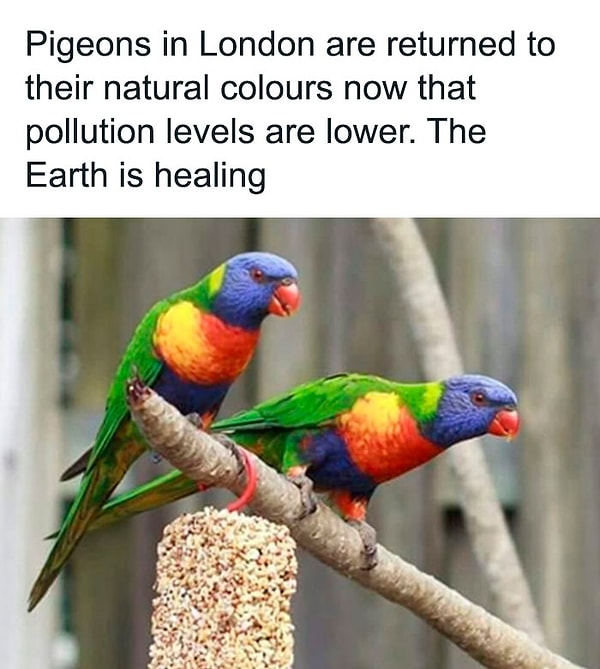 2. Голуби вернулись к своему естественному цвету, когда уровень загрязнения понизился. Земля исцеляется