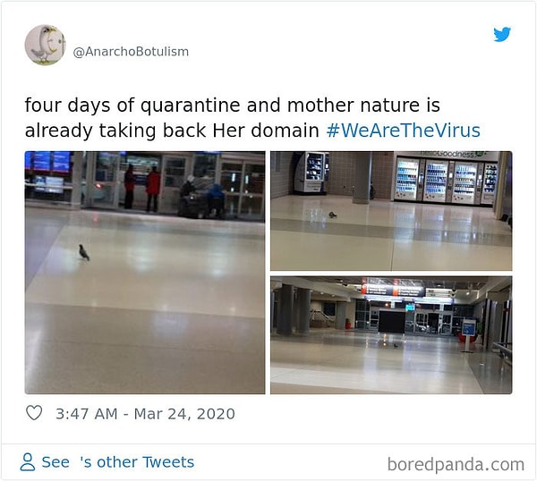 10. Всего 4 день карантина, а мать природа уже возвращается на свою территорию