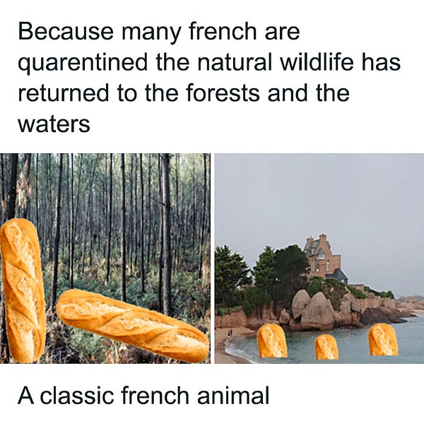9. Так как французы на самоизоляции, естественная дикая природа вернулась в леса и воду. Мы - вирус