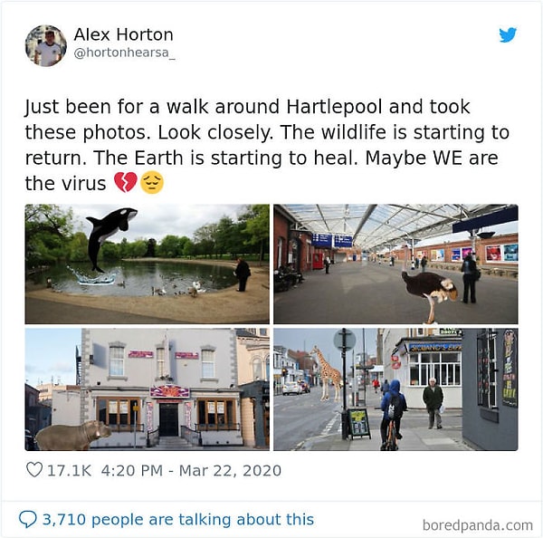 19. Я просто вышел погулять, и решил сделать эти фотографии. Посмотрите поближе. Животные возвращаются. Земля начинает исцелятся. Может быть МЫ - это вирус?