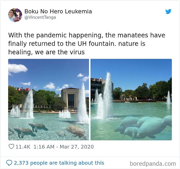 25. Из-за пандемии, ламантины наконец-то вернулись в Техасский фонтан. Природа исцеляется, мы - это вирус