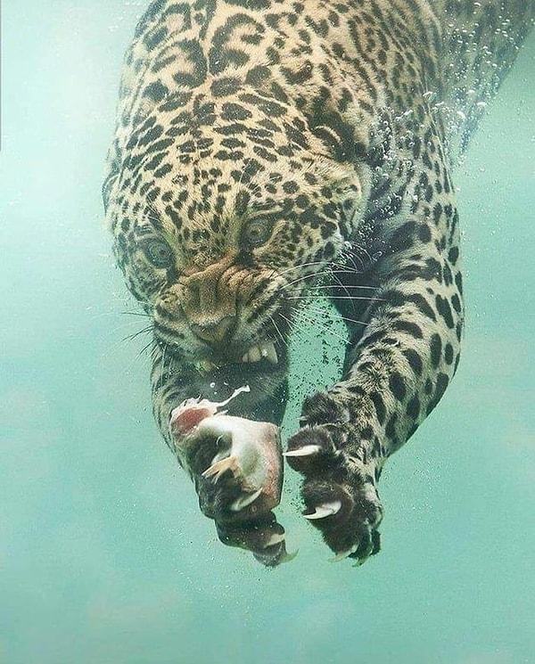 16. Balık avına çıkmış bir leopar.